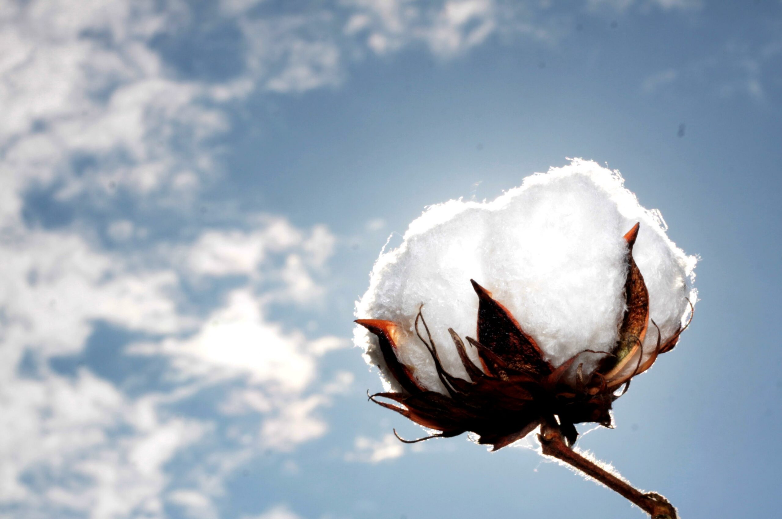 قطنيات، ملابس داخلية، ملابس قطنية، قطن طبيعي، اليجانت كوتون،